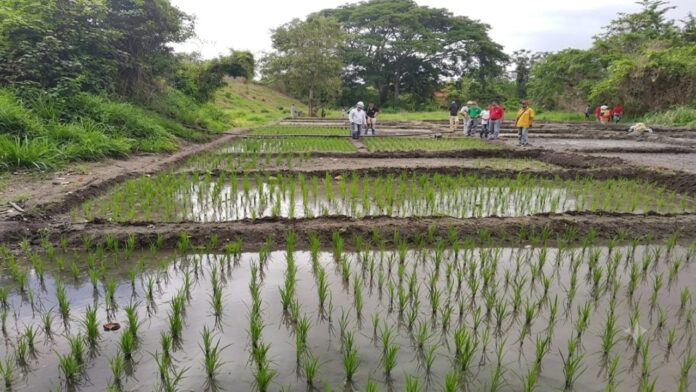 Productores alertan falta de acuerdo para el precio del arroz de cara a la cosecha