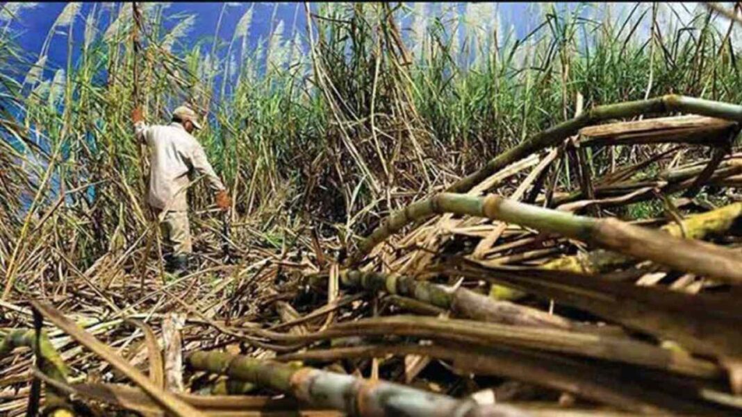 Importación pone en riesgo la próxima zafra de caña de azúcar