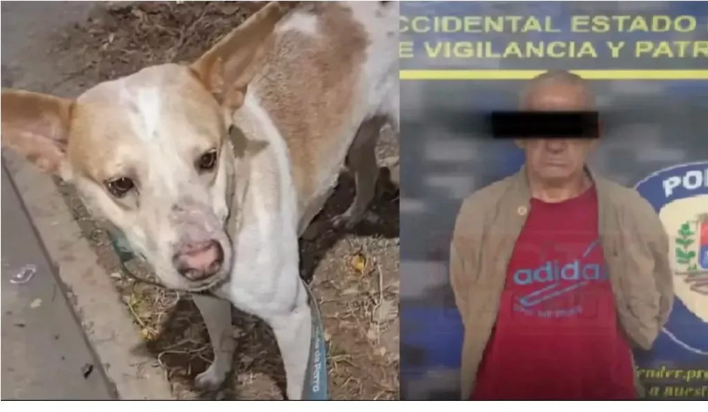 Detienen sujeto por zoofilia contra un perro en Barquisimeto