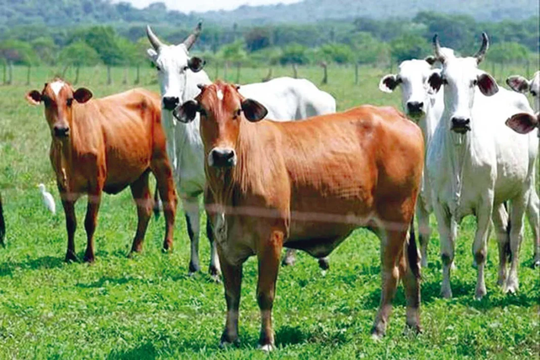Lluvias y apagones frenan la economía ganadera en Monagas