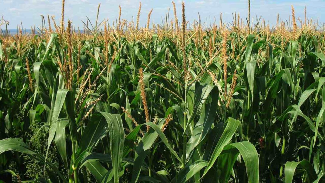 Más de 80.000 hectáreas están en riesgo en Guárico por sequía