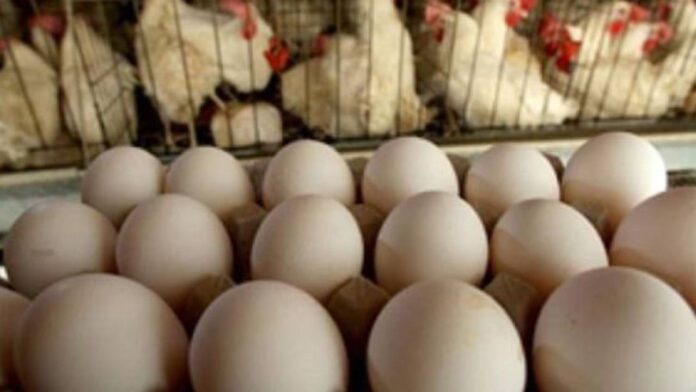 Sector avícola crece un 12% en 2026 y alcanza las 1.200.000 cajas de huevos mensuales