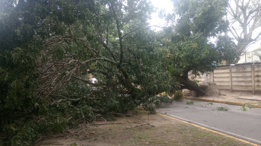 Fuertes lluvias causan la caída de un árbol en Naguanagua