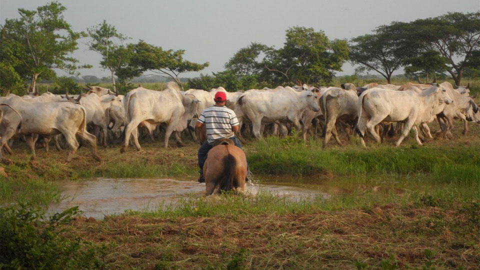 Gremio ganadero en expectativa ante propuesta de ley de tierras