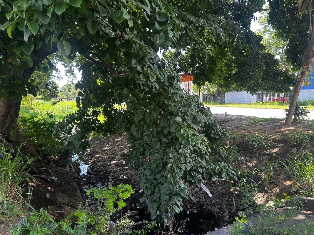 Los Guayos: exigen limpieza de caño y poda de árboles ante llegada de las lluvias