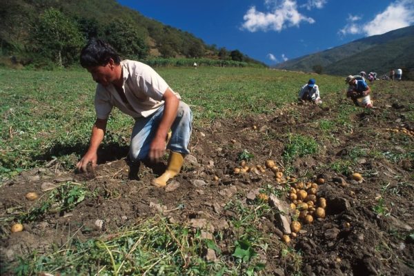 Advierten que fenómeno “Súper Niño” podría afectar el 60% de las cosechas nacionales