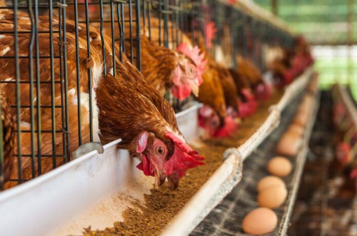 Sector avícola estima que producción de pollo supere las 900 mil toneladas este año