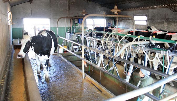 Apagones afectan la producción de leche en el Zulia