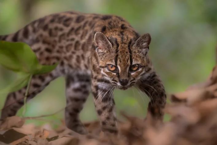 Descubren en Bolivia una nueva especie de felino, la primera en más de un siglo