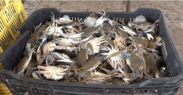 Pescadores quedaron a la deriva tras limitaciones en exportación del cangrejo azul hacia EE UU