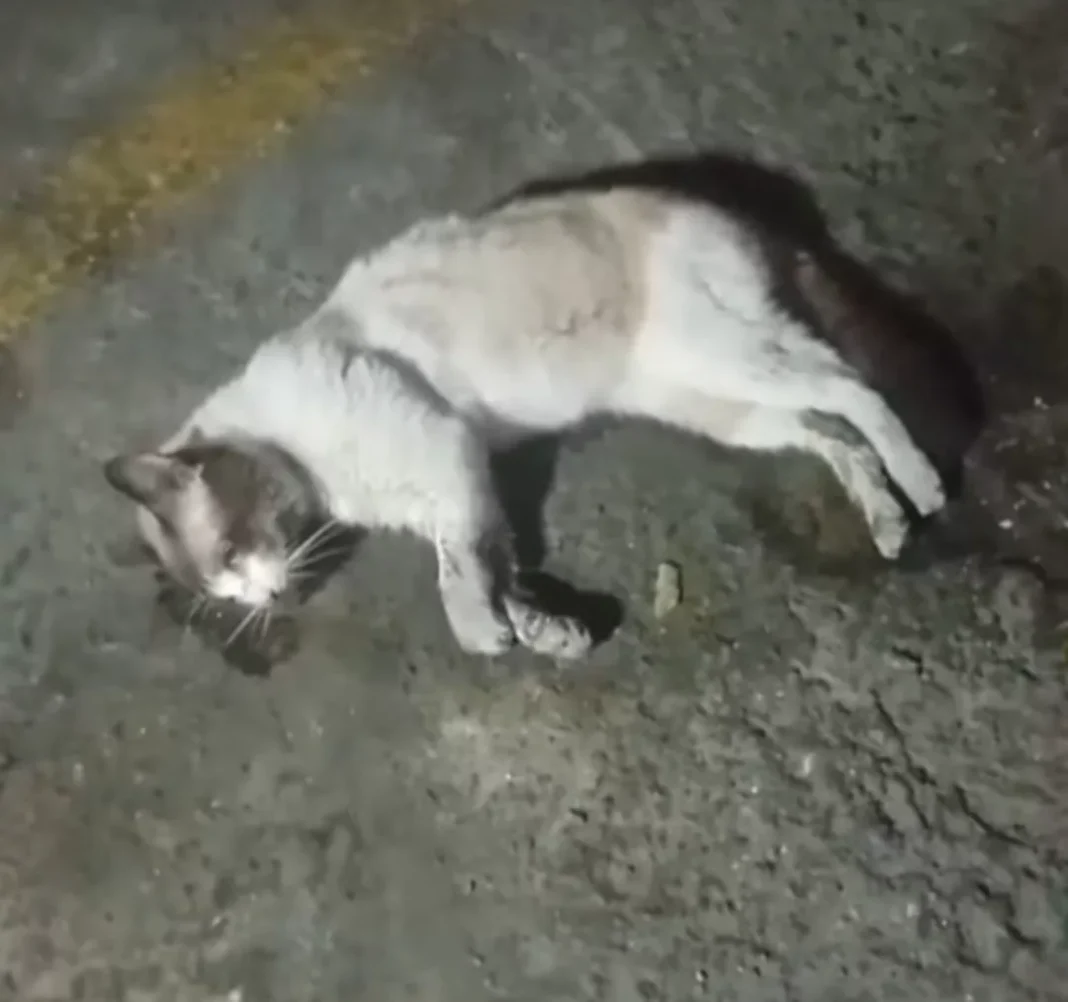 Envenenan a siete gatos comunitarios en Prebo