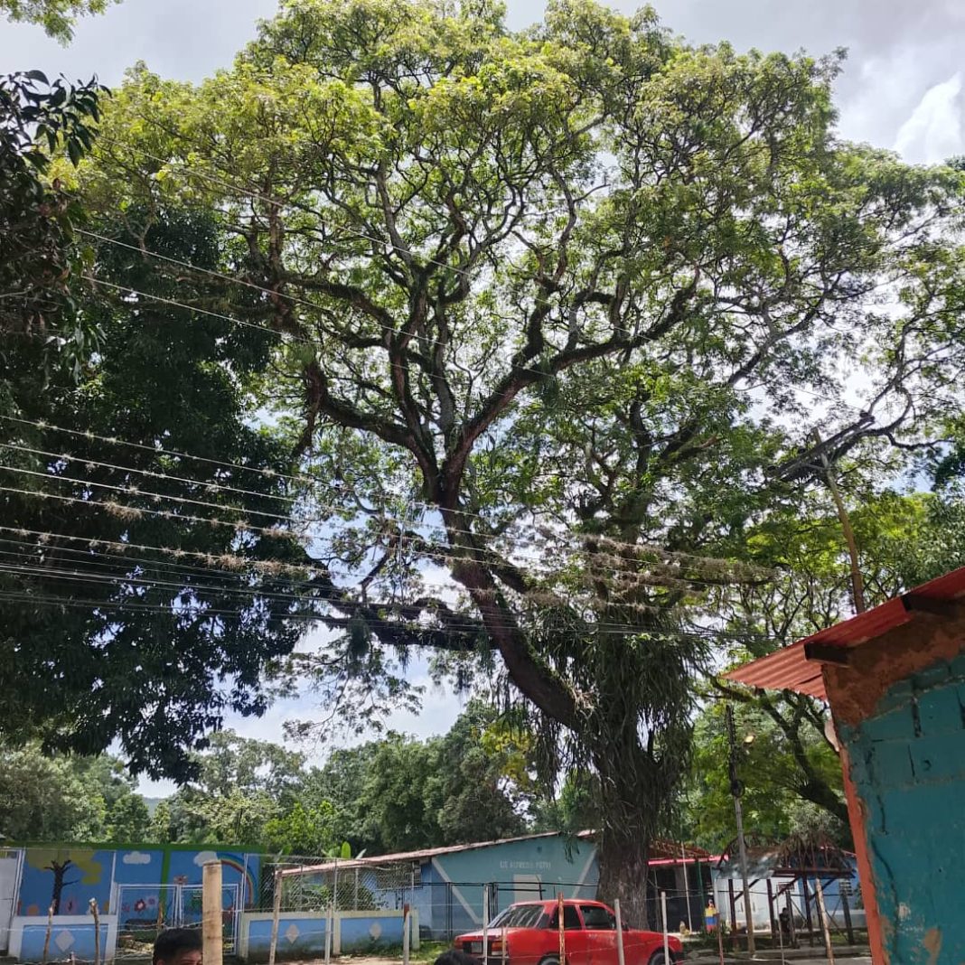 Habitantes de Boquerón solicitan poda de samán que amenaza con colapsar en el tendido eléctrico