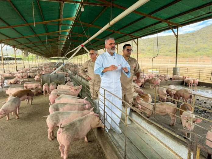 Sector porcino garantiza abastecimiento y prevé crecimiento sostenido para el cierre de año