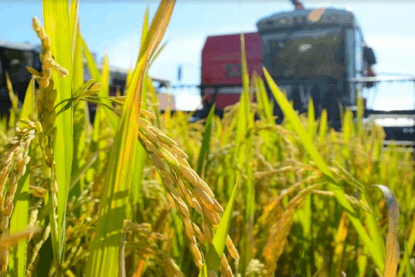 Cortes eléctricos afectan al 90% de las industrias de cereales en Guárico