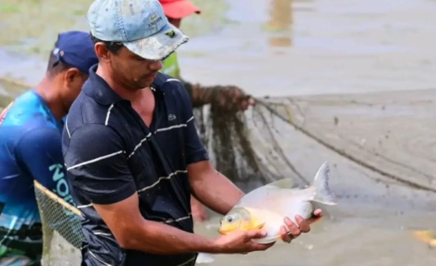 Apure impulsa la soberanía alimentaria con inicio de cosecha de cachamas