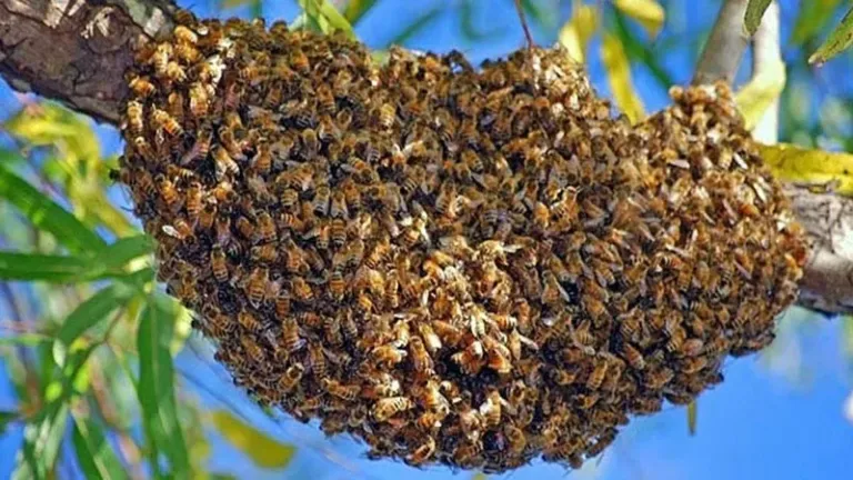 Ataque masivo de abejas le quita la vida a un sexagenario en una finca de Monagas
