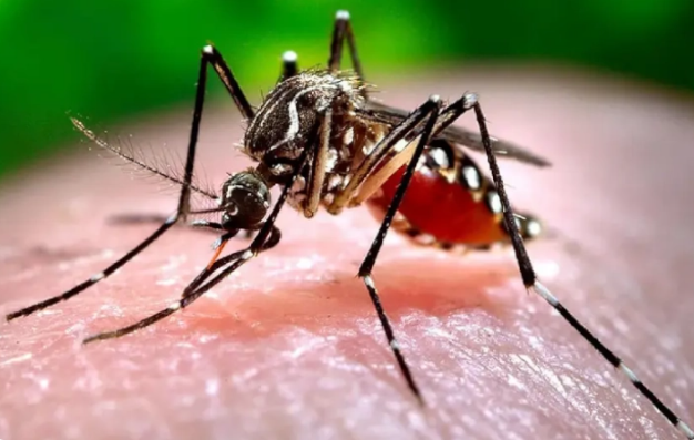 Perú registra 80 mil casos de dengue