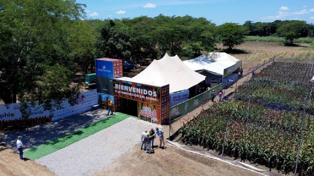 Portuguesa proyecta crecimiento de 30 mil hectáreas de sorgo en los próximos dos años