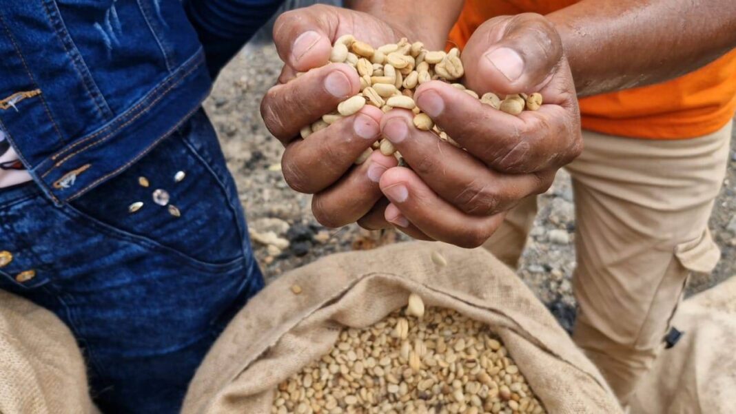 Productores de café y arroz en Portuguesa exigen cumplimiento de precio acordado