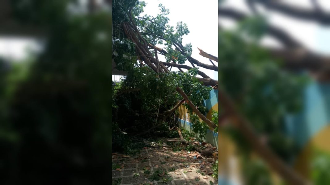 Reportan la caída de un árbol sobre la fachada de una vivienda en El Trigal
