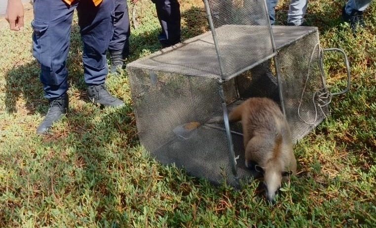 Rescatan y liberan a un oso hormiguero hallado en una vivienda de Puerto La Cruz