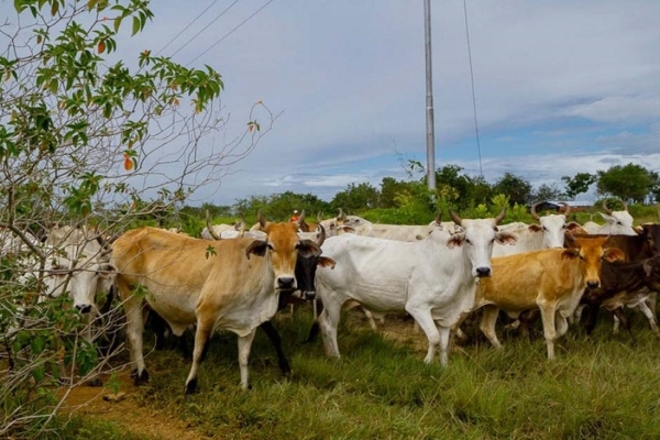 Proponen comercialización directa de rubros agrícolas y pecuarios