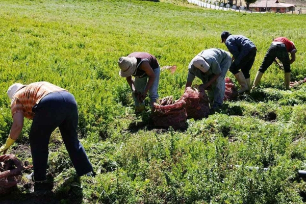 Ministerios de Agricultura y Comercio Nacional acuerdan plan para supervisión de agroinsumos